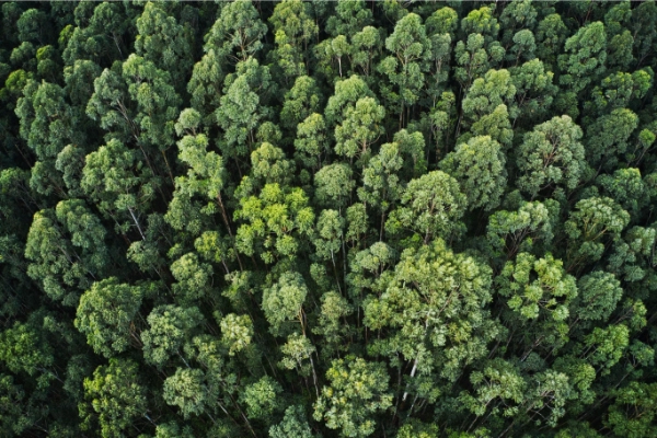 Arbre environnement